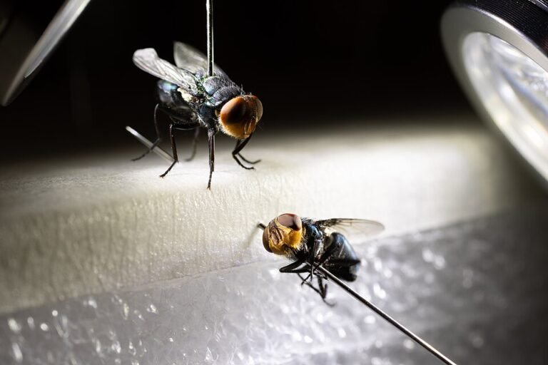 Dyed sterile female and male New World Screwworm flies being examined at the USDA Sterile Fly Dispersal Facility at Moore Airfield in Edinburg, Texas