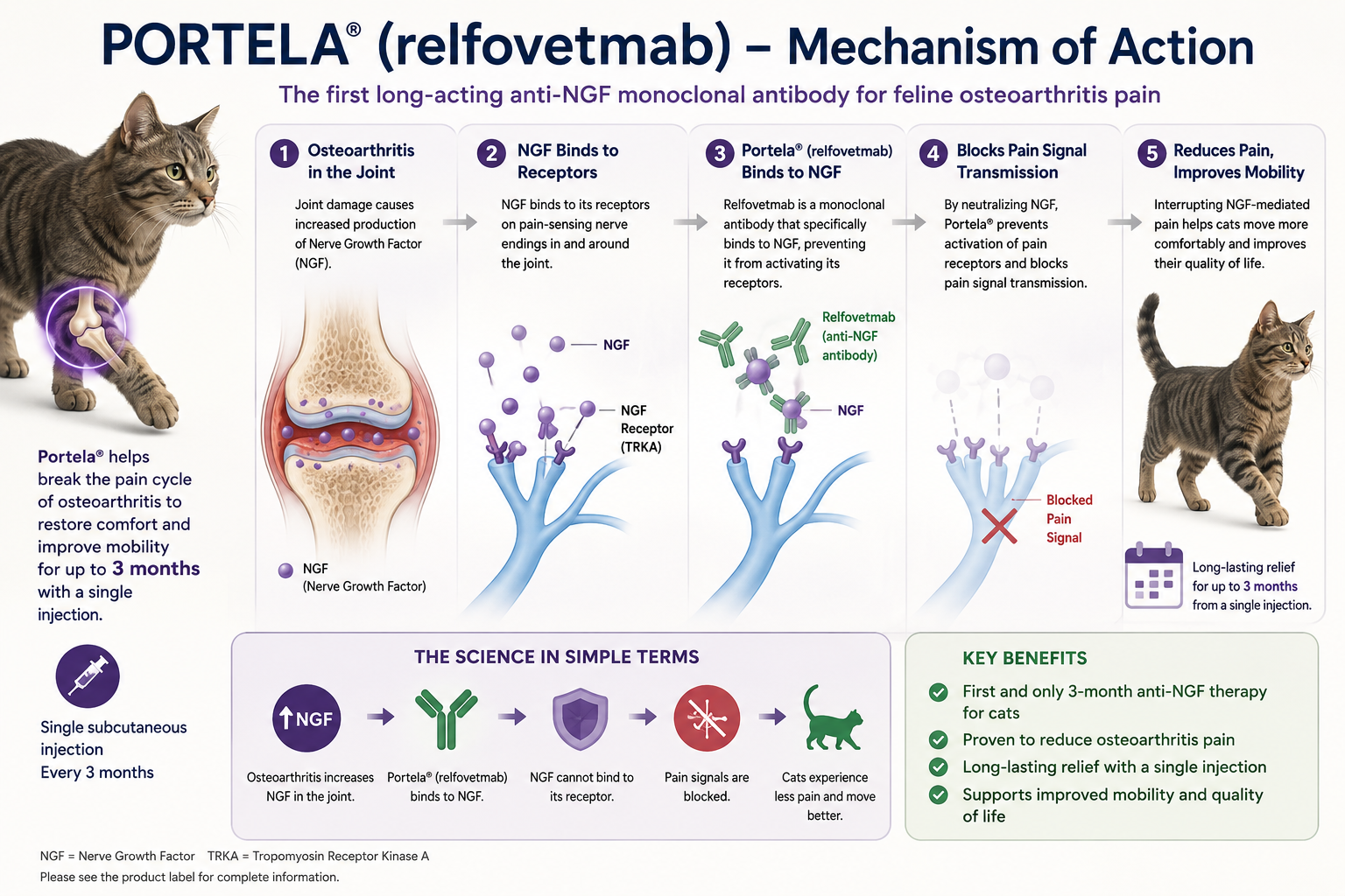 Portela Mechanism of Action