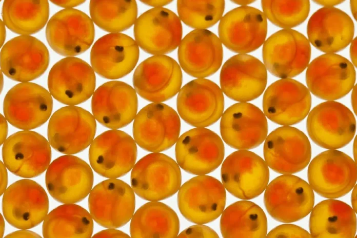 What are major peptides in animal health industry