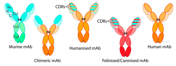 What are monoclonal antibodies