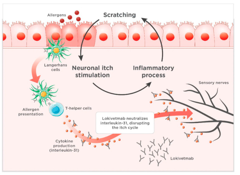 How Monoclonal Antibodies Work
