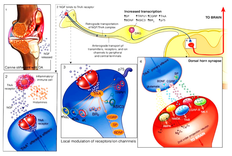Current Review of Monoclonal Antibody Therapeutics in Small Animal Medicine