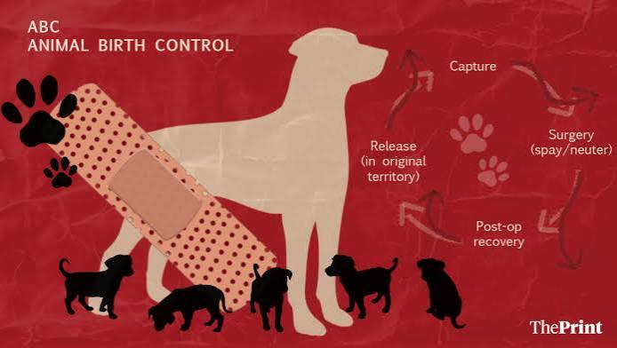 Chattisgarh Reports Over 30,000 Stray Dogs Sterilised Under Expanded Animal Birth Control Programme