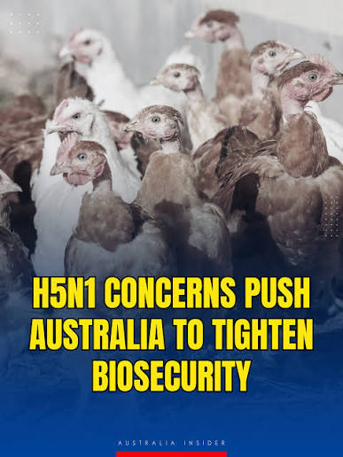 Australia Considers Poultry Vaccination Against H5N1 as Industry Pushes f