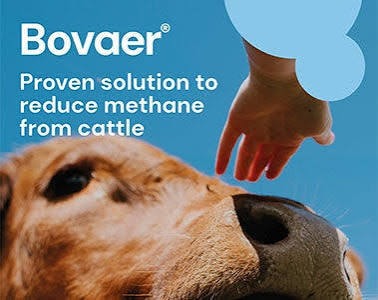Bovaer for Cattle Methane Reduction