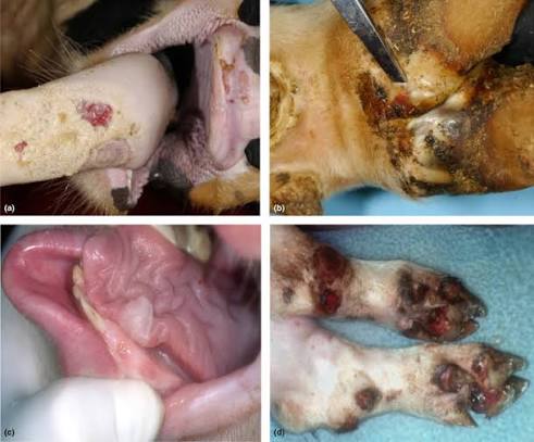 Why FMD Matters for Dairy Farmers and Country