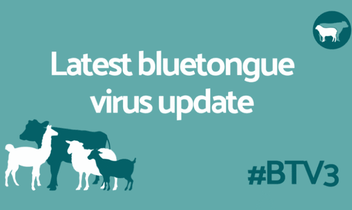 UK Confirms 54 Bluetongue BTV-3 Cases as Defra Issues Alert for 2026-27