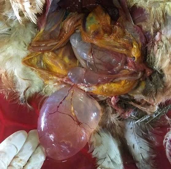 Unusual Clinical Signs of IB Virus in Indonesia Layer Farms