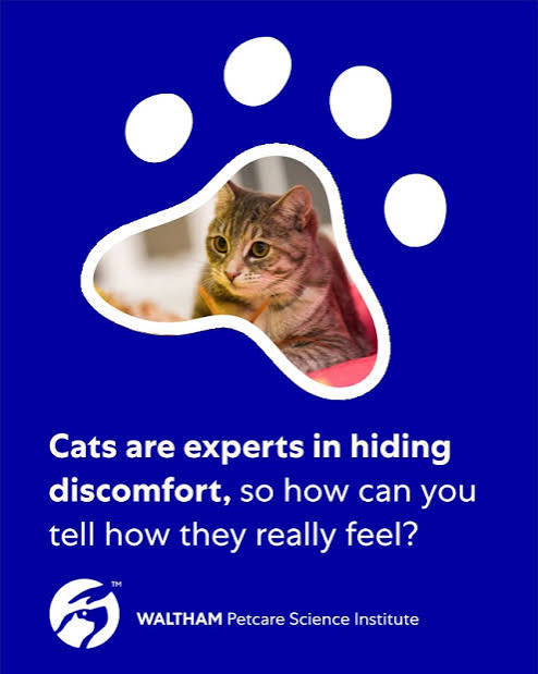 New Quality-of-Life Assessment Tool Could Improve Healthcare for Cats