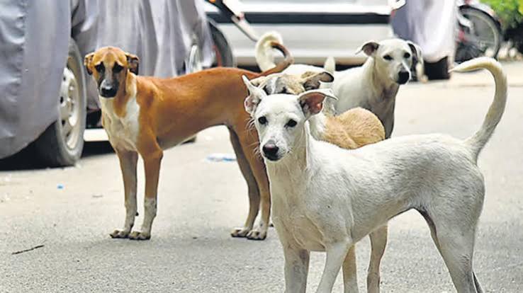 Chattisgarh Reports Over 30,000 Stray Dogs Sterilised Under Expanded Animal Birth Control Programme