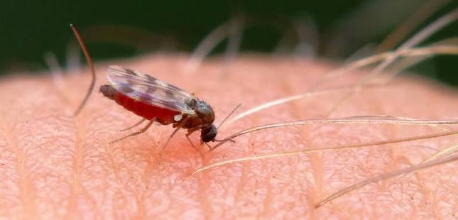 Bluetongue Surveillance Intensifies as Midge Activity Increases Across the UK