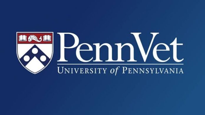 Penn Vet Scientists Advance Male Fertility Research with Breakthrough in Germ Cell Biology