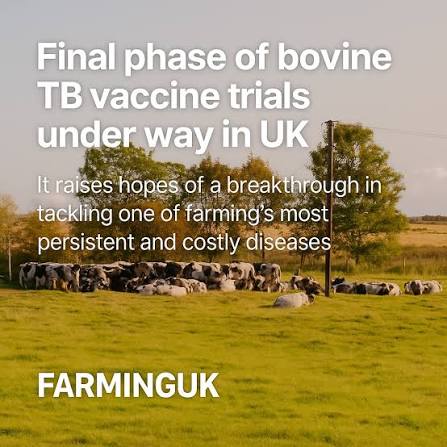 bovine TB vaccine, bTB vaccine, APHA, NFU, cattle tuberculosis, BCG vaccine