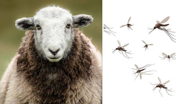https://www.gov.uk/government/news/bluetongue-latest-situation