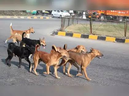 Chattisgarh Reports Over 30,000 Stray Dogs Sterilised Under Expanded Animal Birth Control Programme