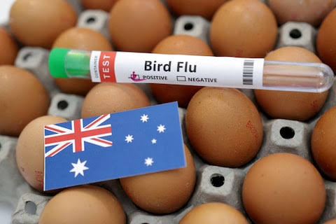Australia Considers Poultry Vaccination Against H5N1 as Industry Pushes f