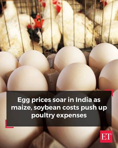 India's Egg Prices Hit Record Highs as Rising Feed Costs Squeeze Poultry Industry