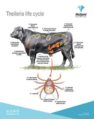 Life cycle of Theileria