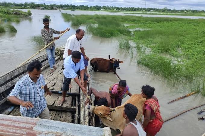 Massive Veterinary Relief Effort Underway After Devastating Floods in Assam