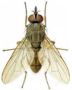 Haematobia irritans