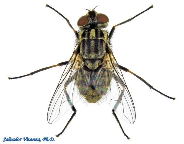 Stable Fly