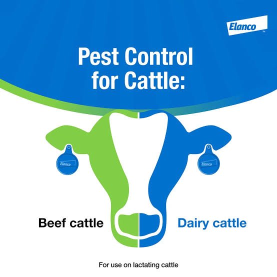 Birth of Ear Tags for Fly Control
