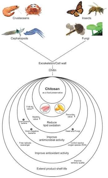 What is Chitosan
