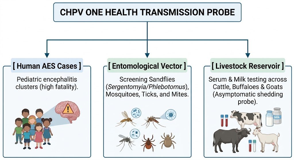CHPV-Trasmission-Possibilities-and-Investigations