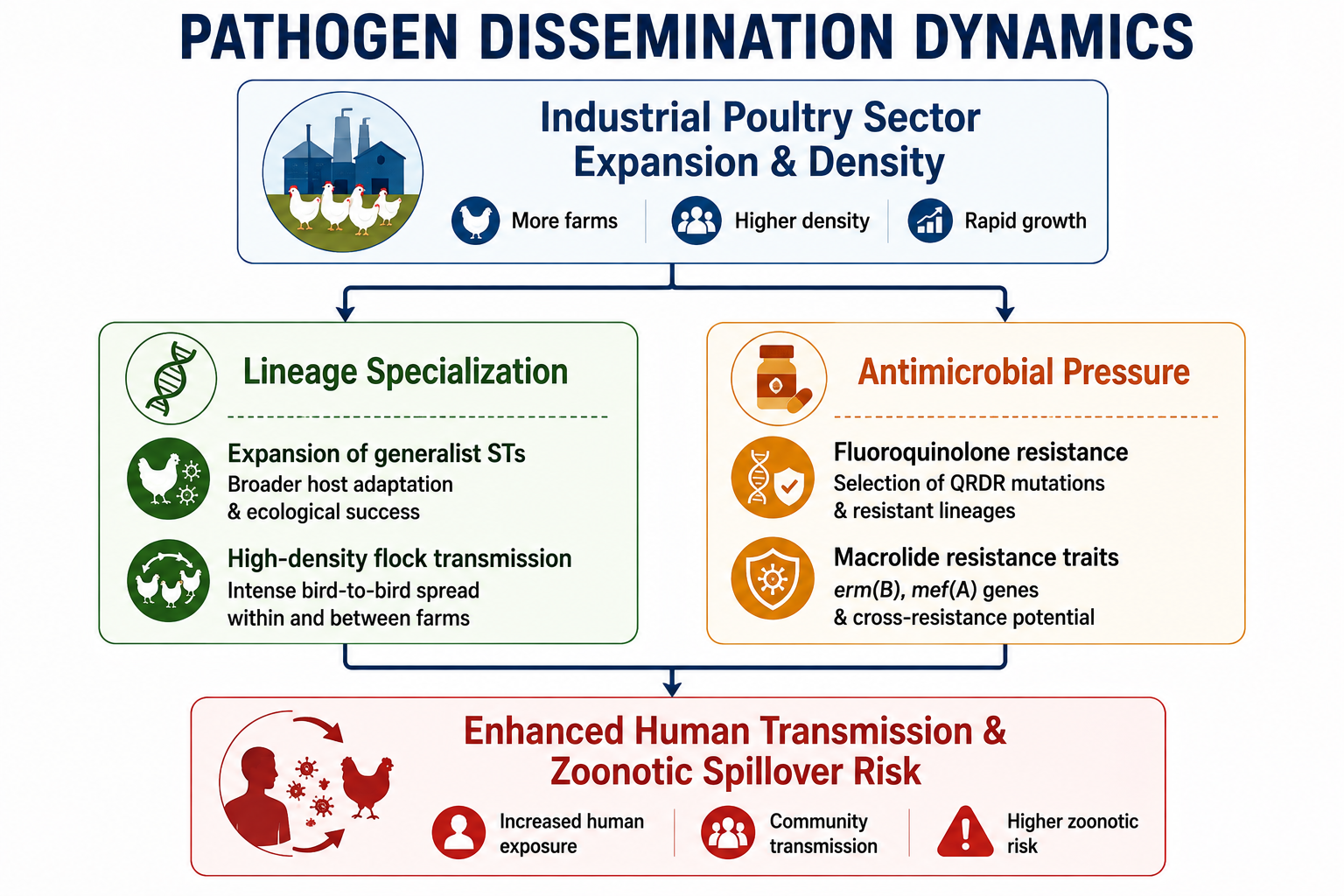Campylobacter dissemination Pathways