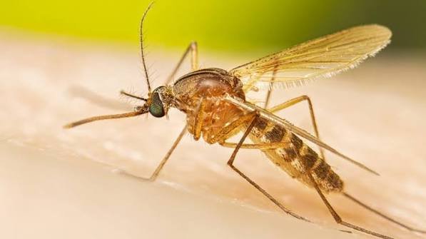Culex-Mosquito-Vector-of-West-Nile-Virus