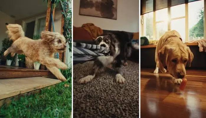 PAW Launches “Best Life Ever” Campaign
