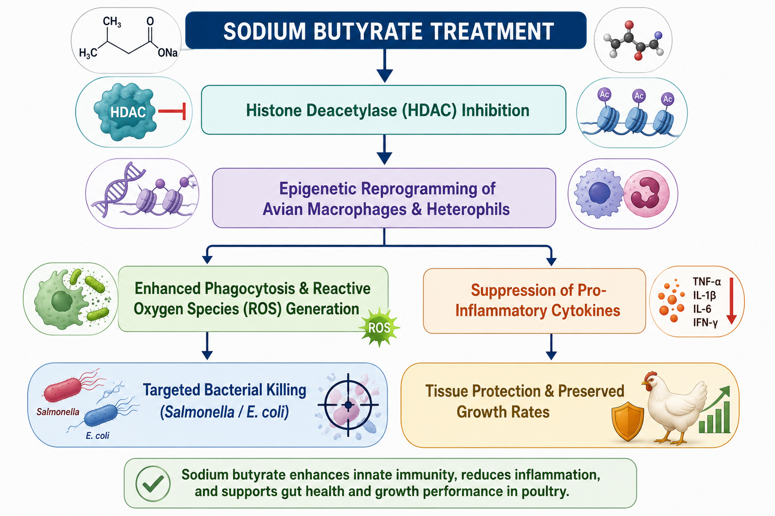 Sodium Butyrate Treatment in Chickens.