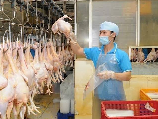 Steady-Growth-in-Vietnam-Chicken-Industry