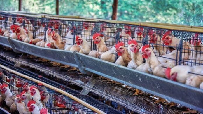 Steady-Growth-in-Vietnam-Chicken-Industry