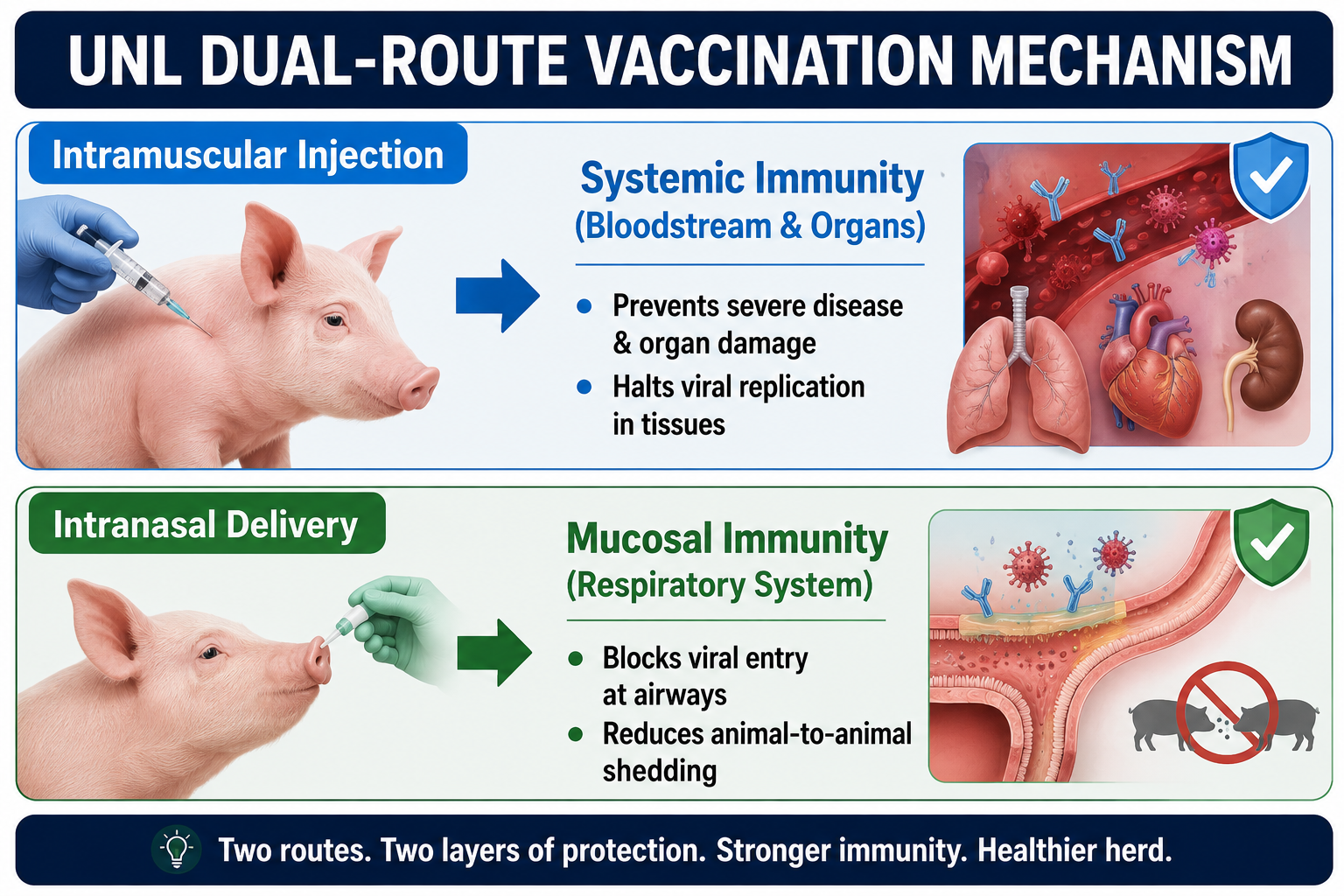 UNL H5N1 Vaccine Dual Route Vaccine Mechanism