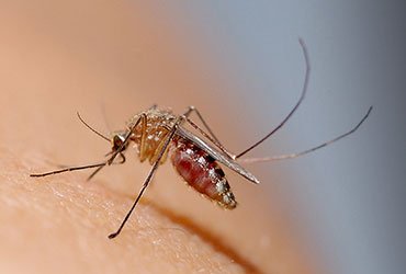 Eastern Equine Encephalitis: Vermont Surveillance Shows No Animal or Human Cases