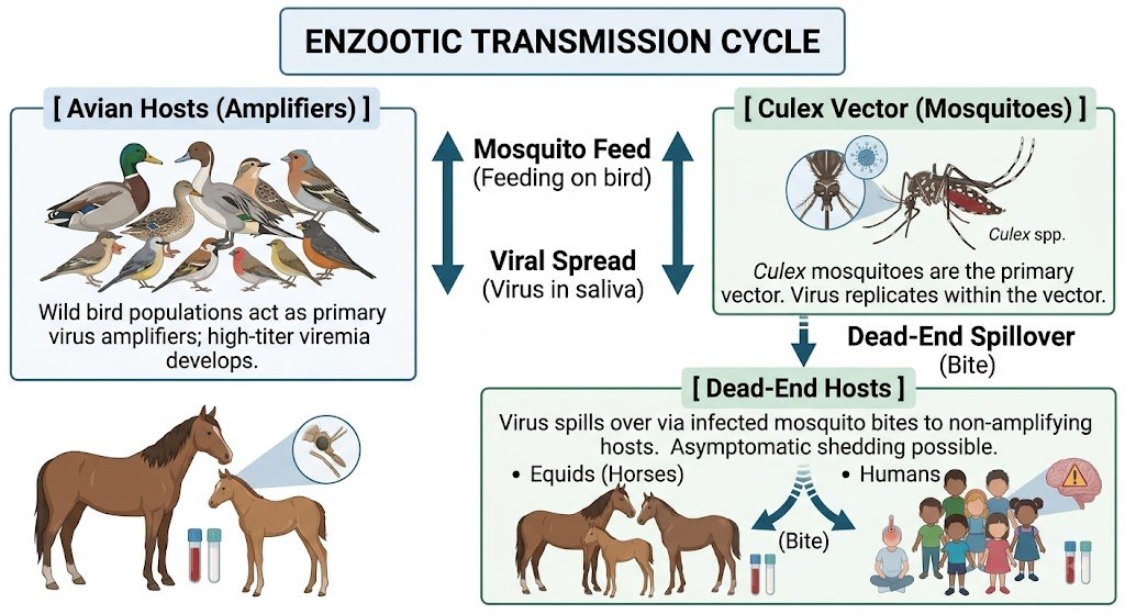 West-Nile-Virus-Transmission-Cycle