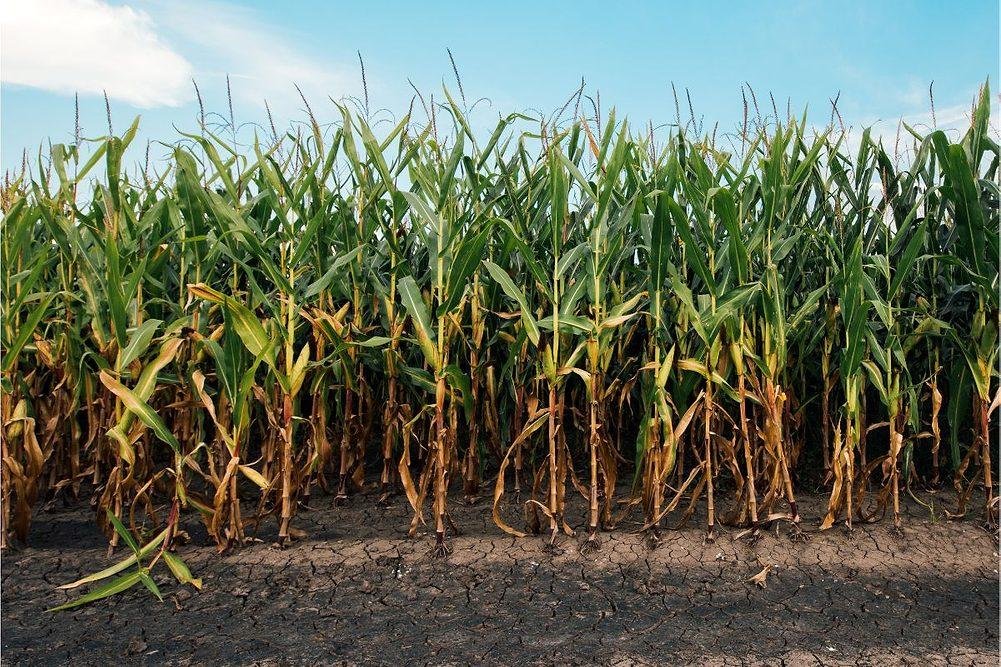Global maize prices increased 3.6% in July.