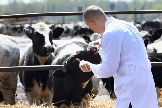 Italy: Sardinia LSD Outbreaks Continue to Disrupt Cattle Movements
