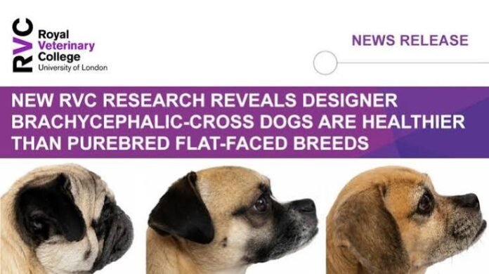 crossbreeding-offers-better-health-in-flat-faced-dogs
