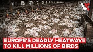 France Heatwave Kills 3 Million Poultry