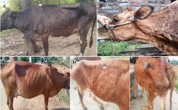 Lumpy Skin Disease Outbreaks latest in India August 2026