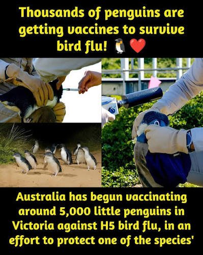Australia Launches World-First Wild Penguin Vaccination Against H5N1 Bird Flu