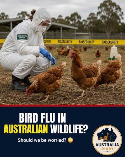 Australia Boosts H5N1 Bird Flu Preparedness as Wildlife Surveillance Intensifies
