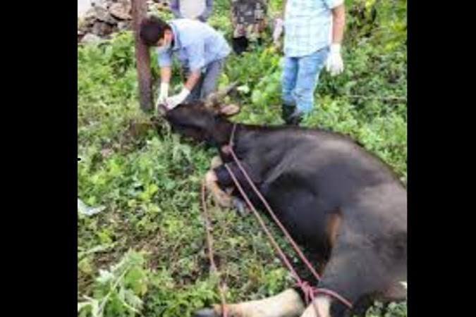 FMD outbreak in Mithuns Arunachal Pradesh 2026