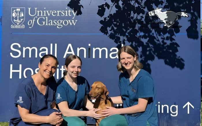 Venom Immunotherapy safe for dogs