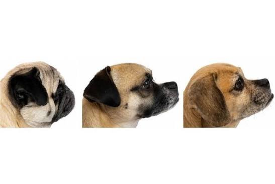 crossbreeding-offers-better-health-in-flat-faced-dogs