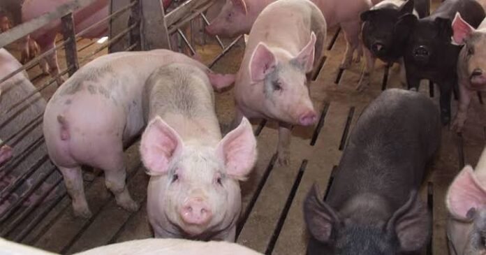 US-Pork-Exports-and-Destinations 2026