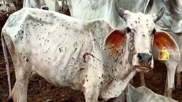 New Cases of Lumpy Skin Disease in Uttar Pradesh and Uttarakhand