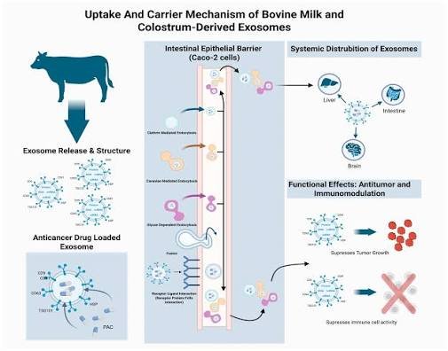 CMG Pharmaceutical and CHA Medical's cOLOSTRUM eXOSOMES